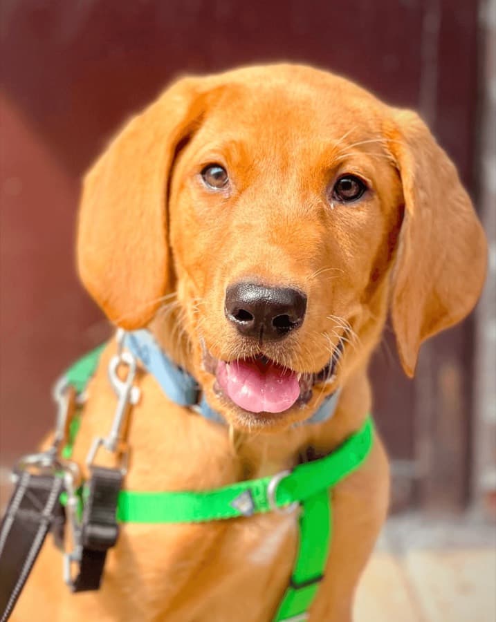 Placeholder — a dog waiting at a Brooklyn stoop