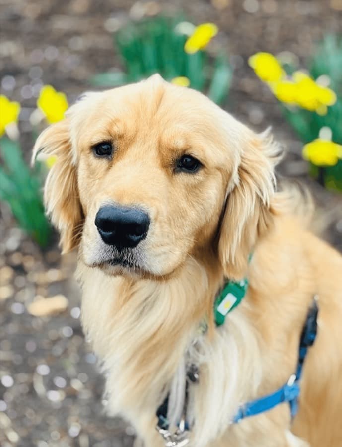 Placeholder — a dog looking up at its walker